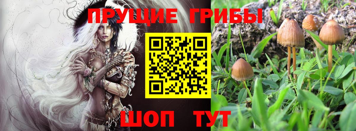 Галлюциногенные грибы Psilocybe Камышлов